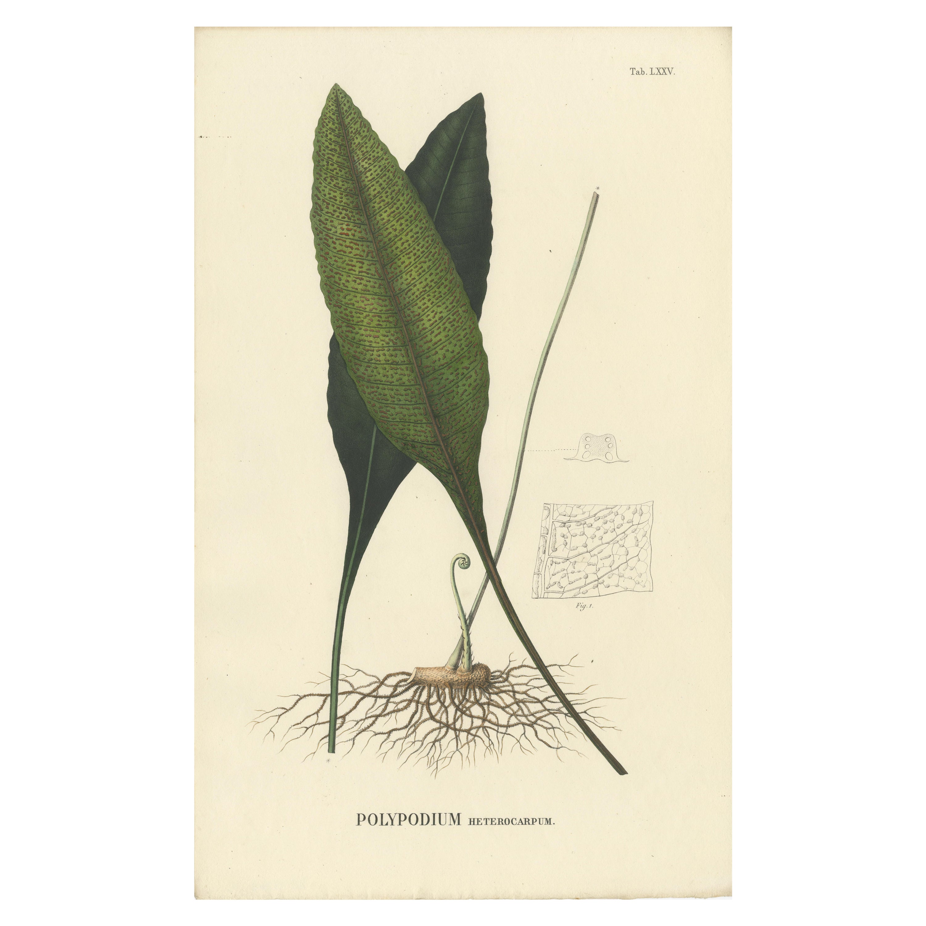 Professionally Handcolored Lithograph of Ferns of Java 'Polypodium', 1829