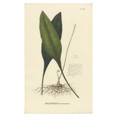 Antique Professionally Handcolored Lithograph of Ferns of Java 'Polypodium', 1829