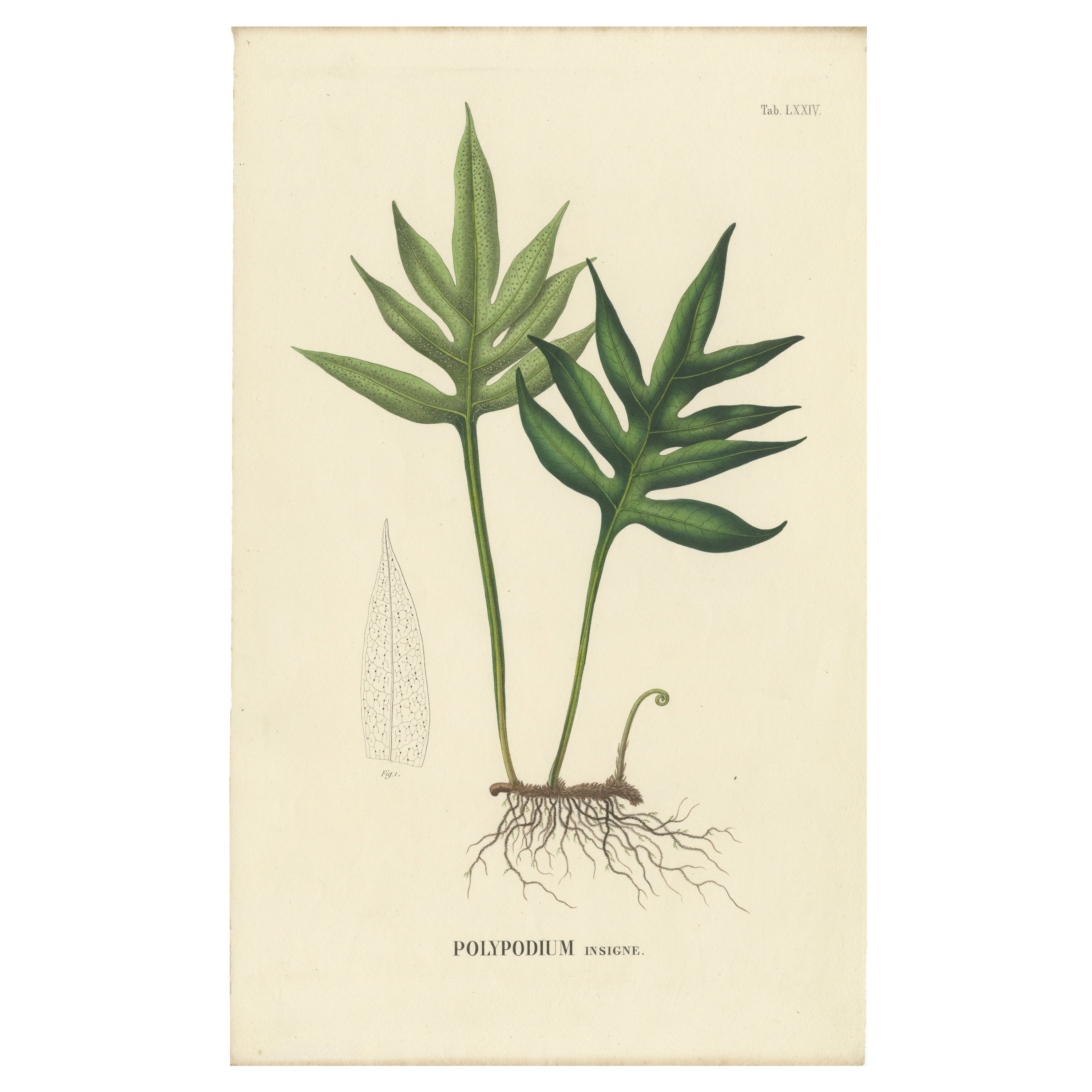Nicely Handcolored Lithograph of Ferns of Java (Polypodium), 1829 