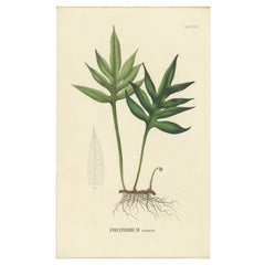 Nicely Handcolored Lithograph of Ferns of Java (Polypodium), 1829