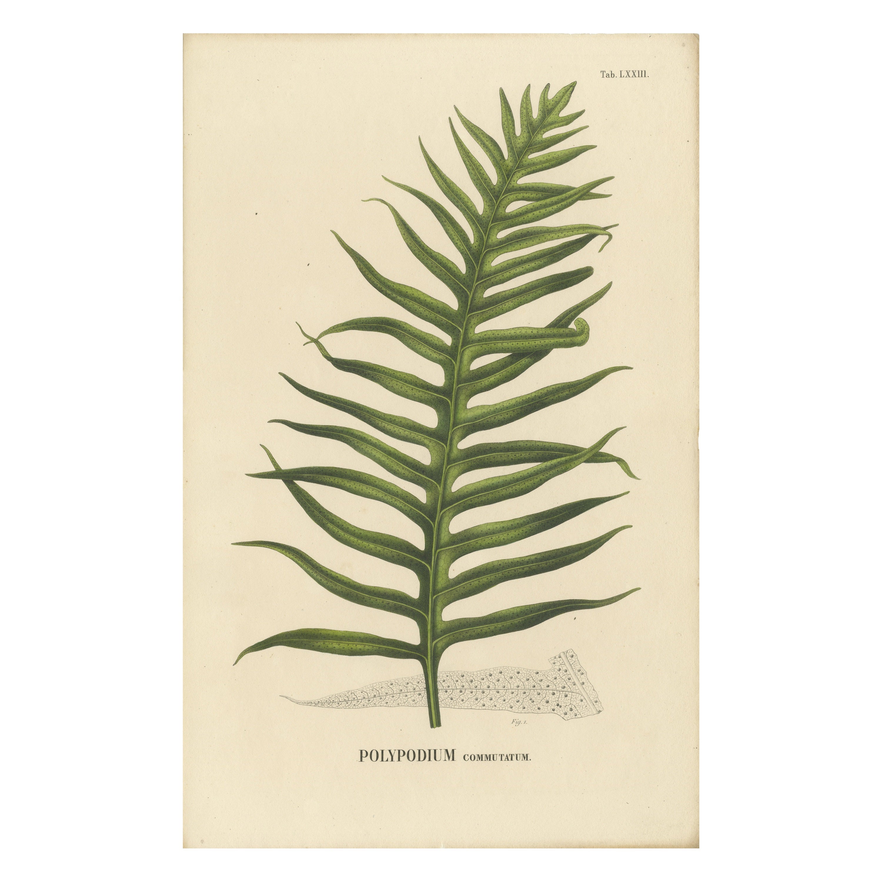Nicely Handcolored Lithograph of Ferns of Indonesia 'Polypodium', 1829