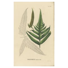 Antique Rare, Artfully Handcolored Lithograph of Ferns of Indonesia (Polypodium), 1829 