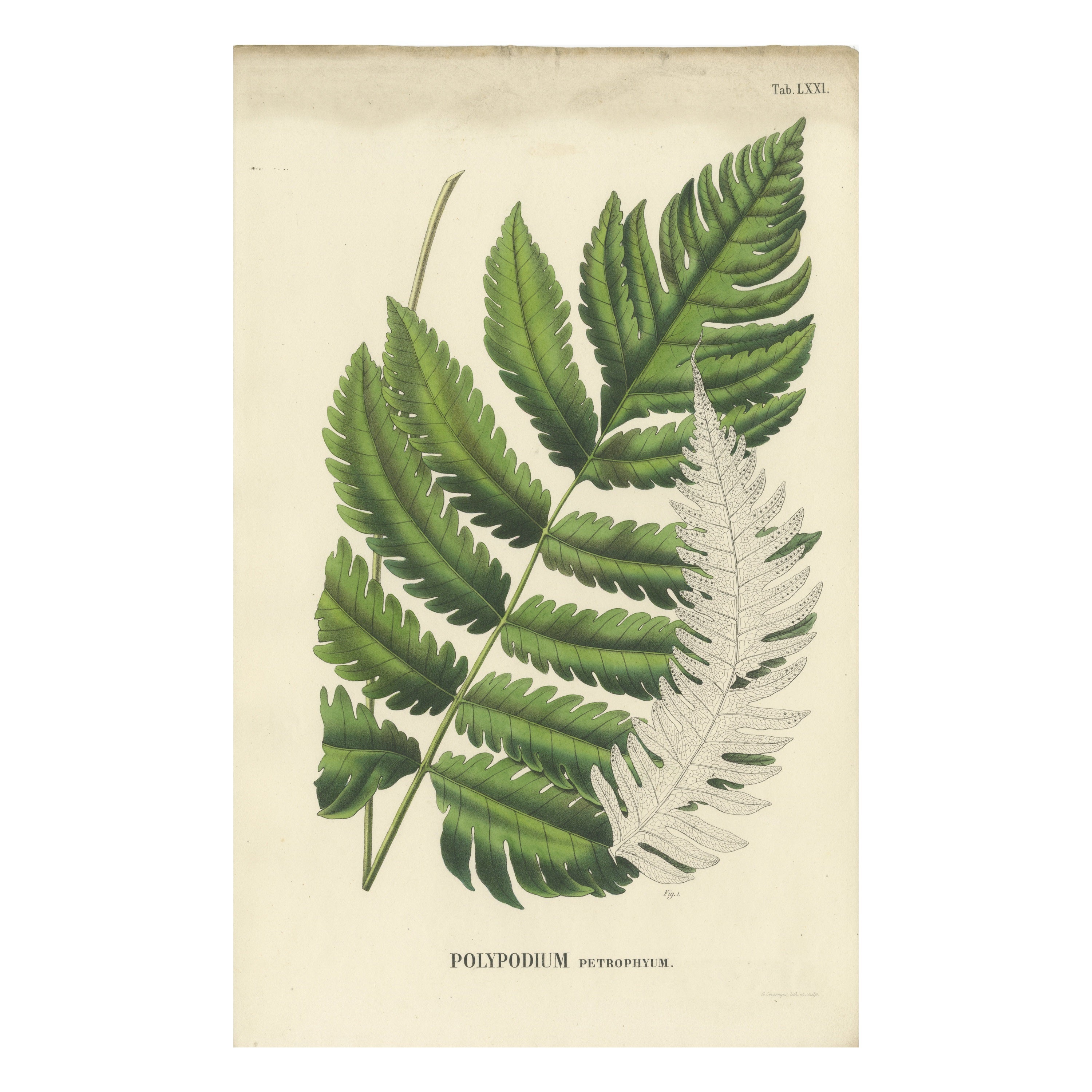 Rare, Artfully Handcolored Lithograph of Ferns of Java 'Polypodium', 1829