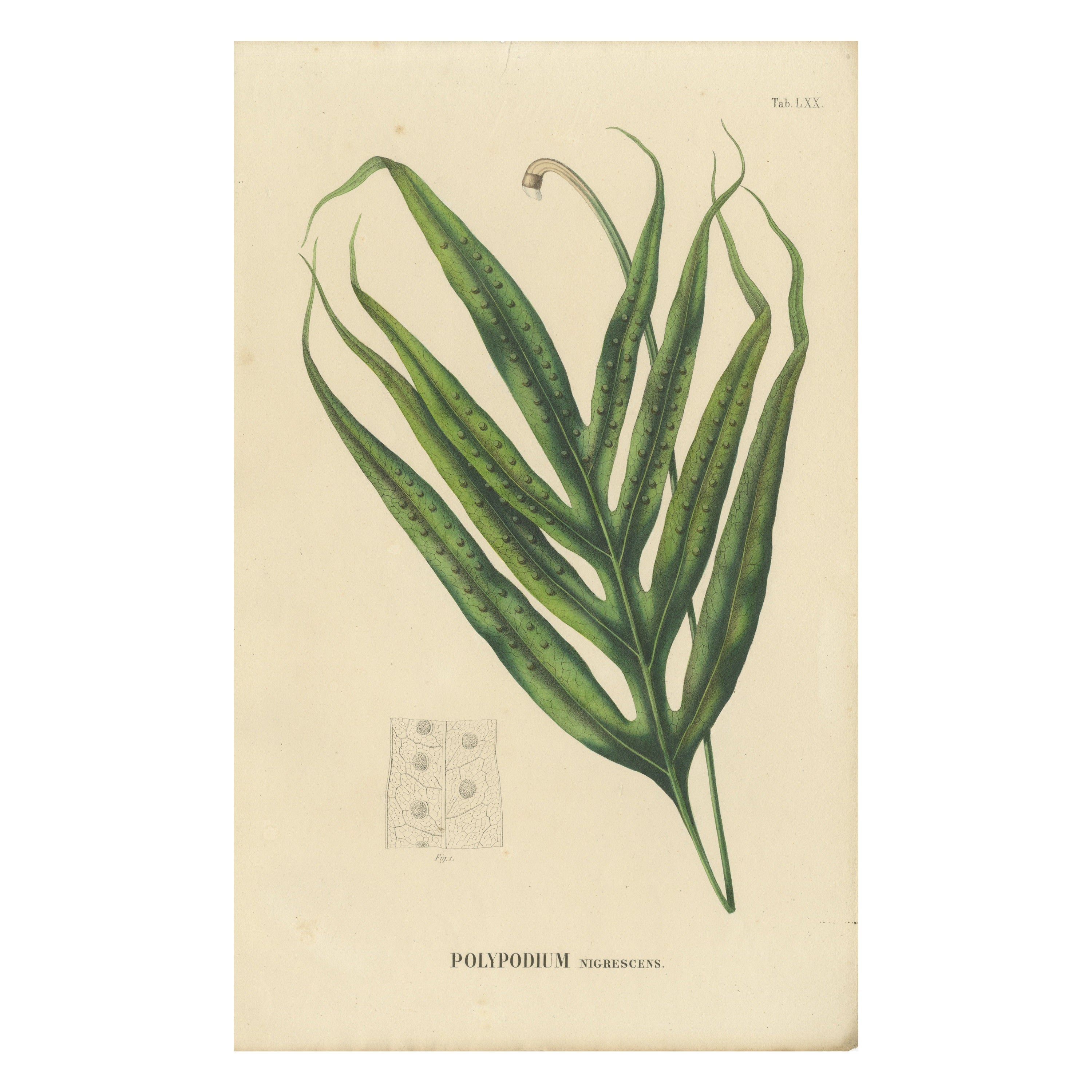 Rare, Beautiful, Handcolored Lithograph of Ferns of Java (Polypodium), 1829 