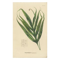 Antique Rare, Beautiful, Handcolored Lithograph of Ferns of Java (Polypodium), 1829 