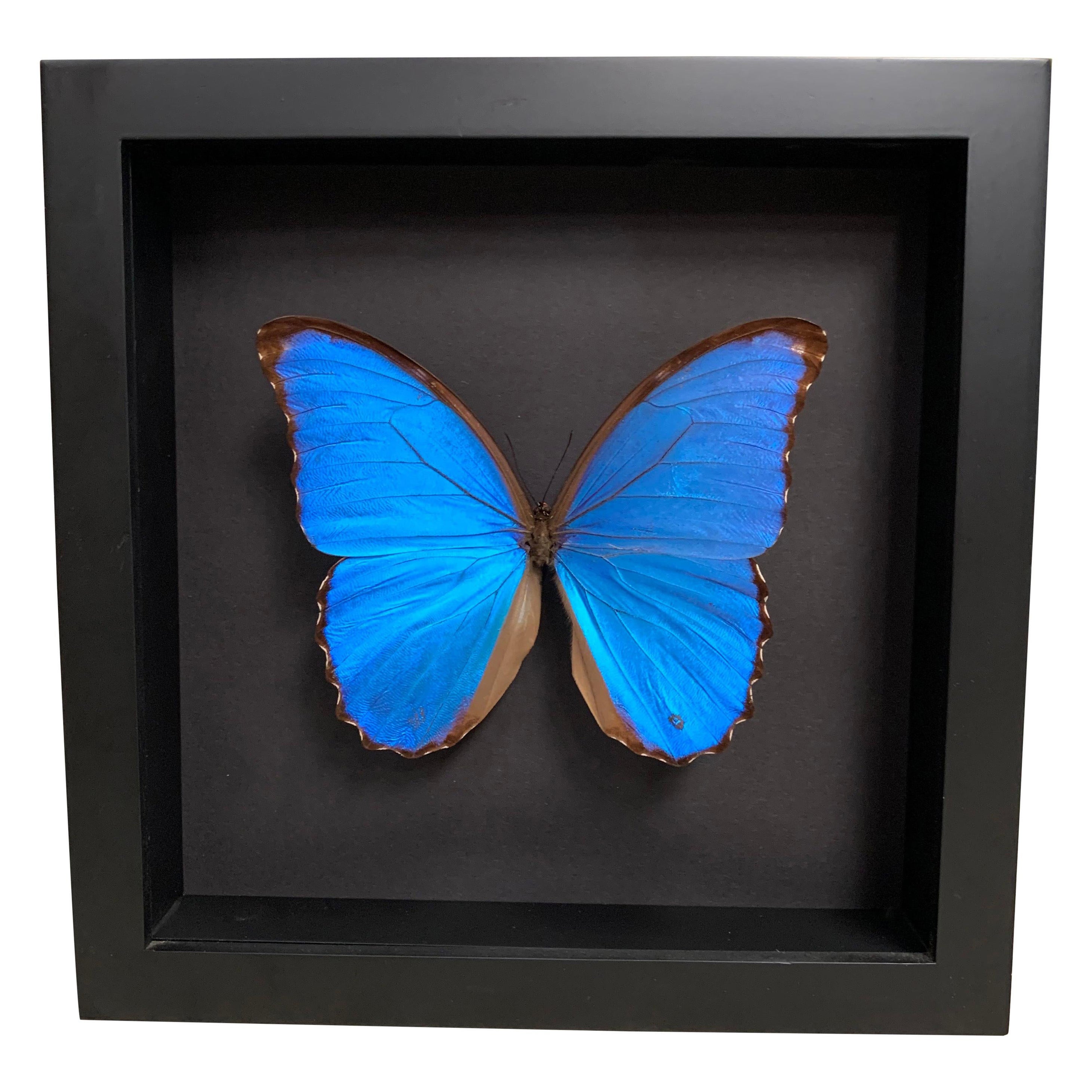 Taxidermy Giant Morpho Butterfly in Glass Wood Case