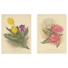 Ensemble de 2 estampes botaniques anciennes de diverses fleurs, dont des tulipes, vers 1900