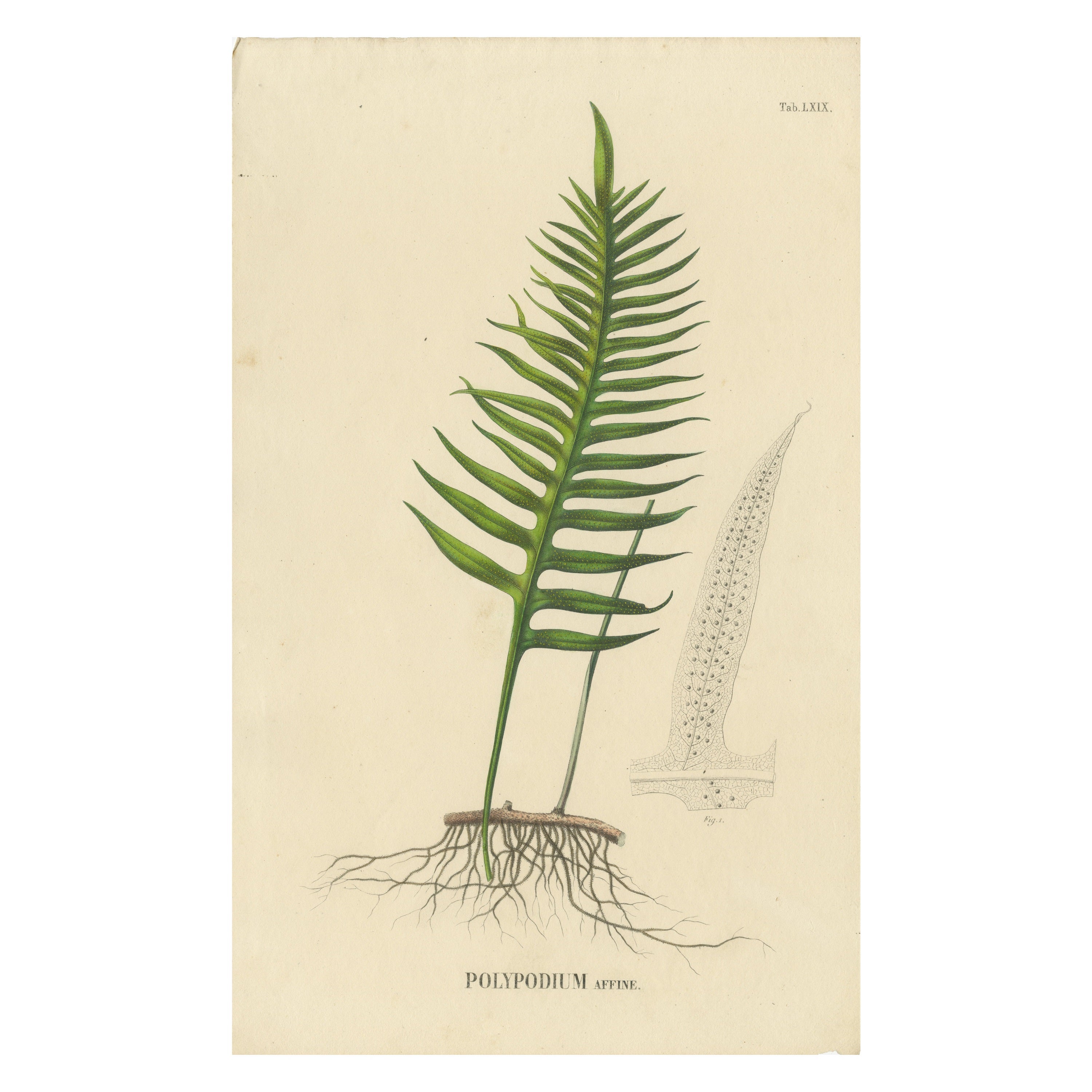 Rare Handcolored Lithograph of Ferns of Indonesia 'Polypodium', 1829 