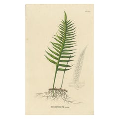 Antique Rare Handcolored Lithograph of Ferns of Indonesia 'Polypodium', 1829 