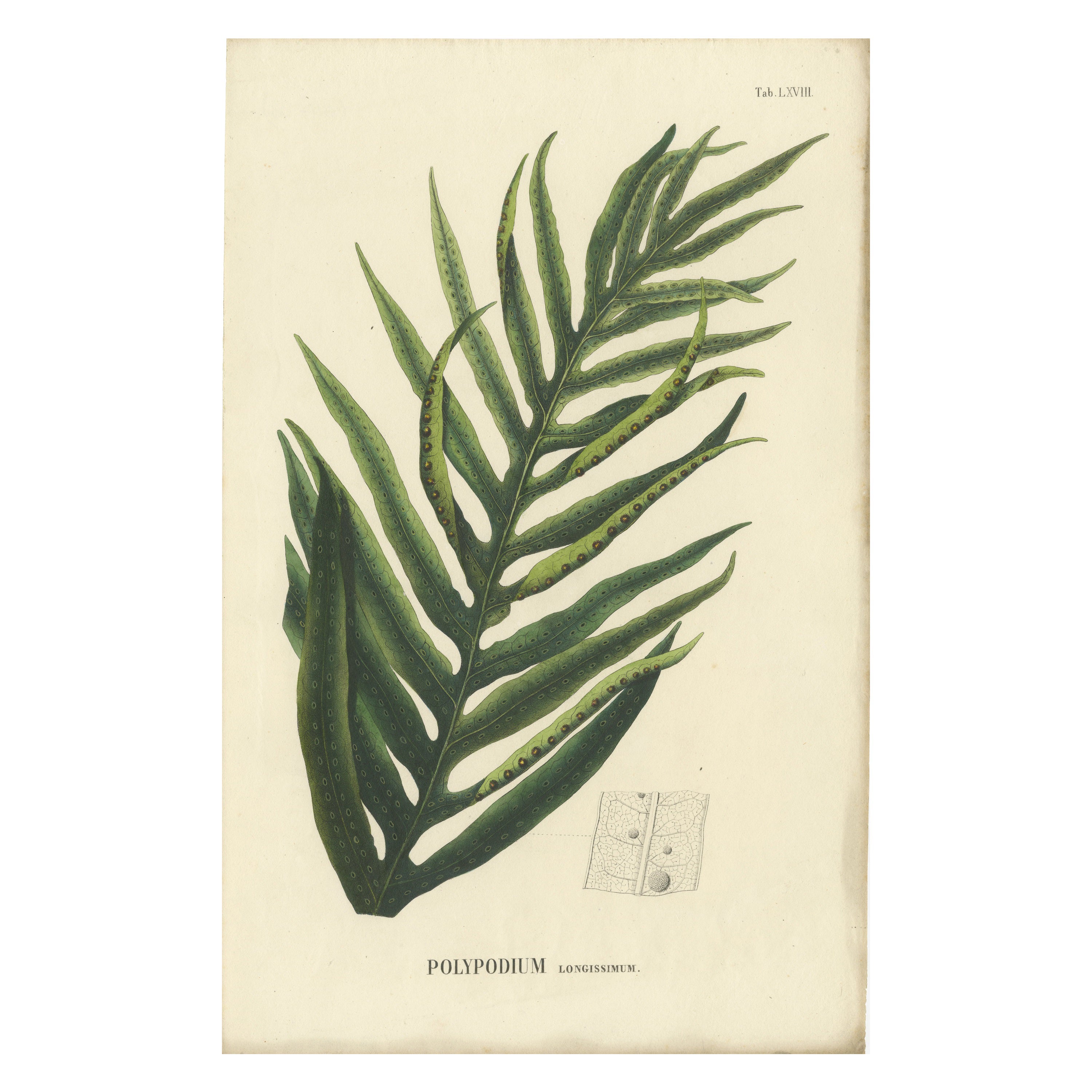 Rare, Artfully Crafted Lithograph of Ferns of Indonesia 'Polypodium', 1829