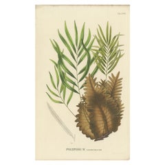 Antique Rare, Artfully Crafted Lithograph of Ferns of Java 'Polypodium', 1829 
