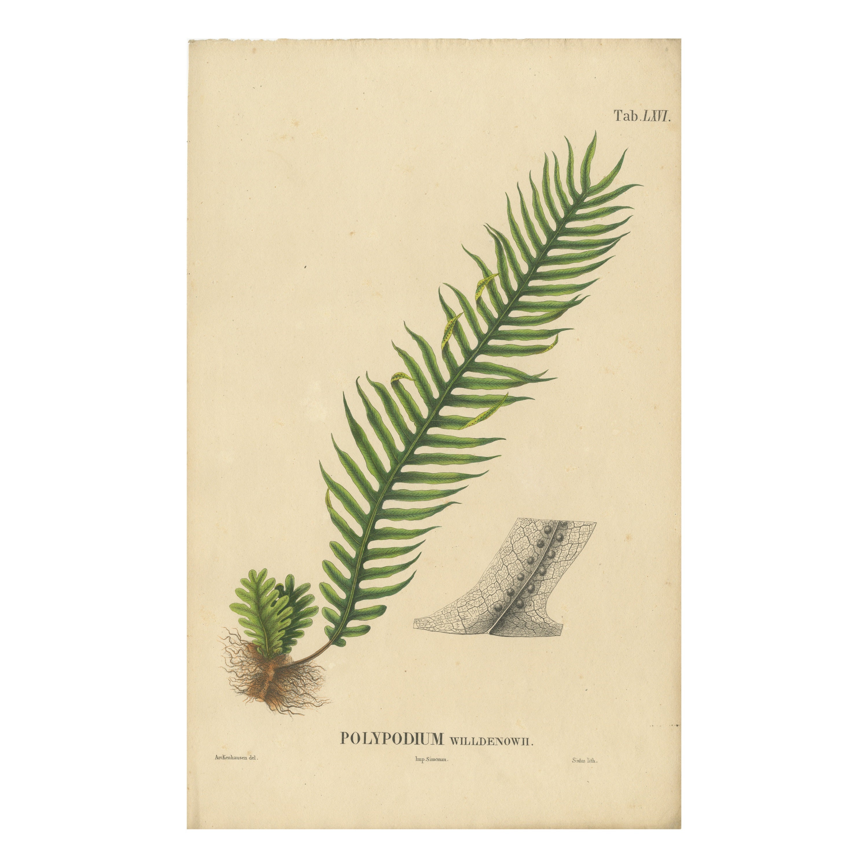 Beautiful, Artfully Crafted Lithograph of Ferns of Java 'Polypodium', 1829