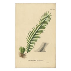 Antique Beautiful, Artfully Crafted Lithograph of Ferns of Java 'Polypodium', 1829