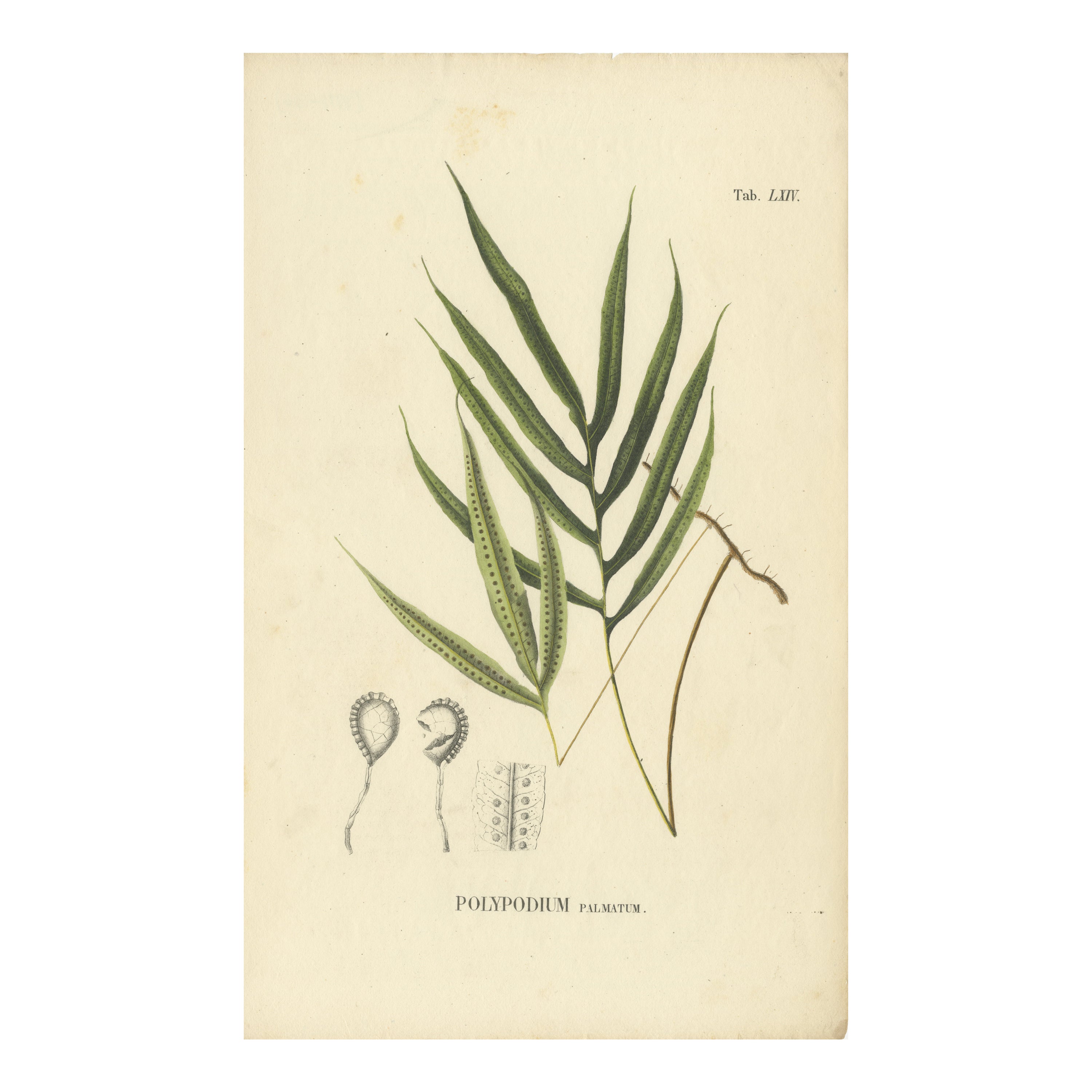 Beautiful, Artfully Crafted Lithograph of Ferns of Indonesia 'Polypodium', 1829