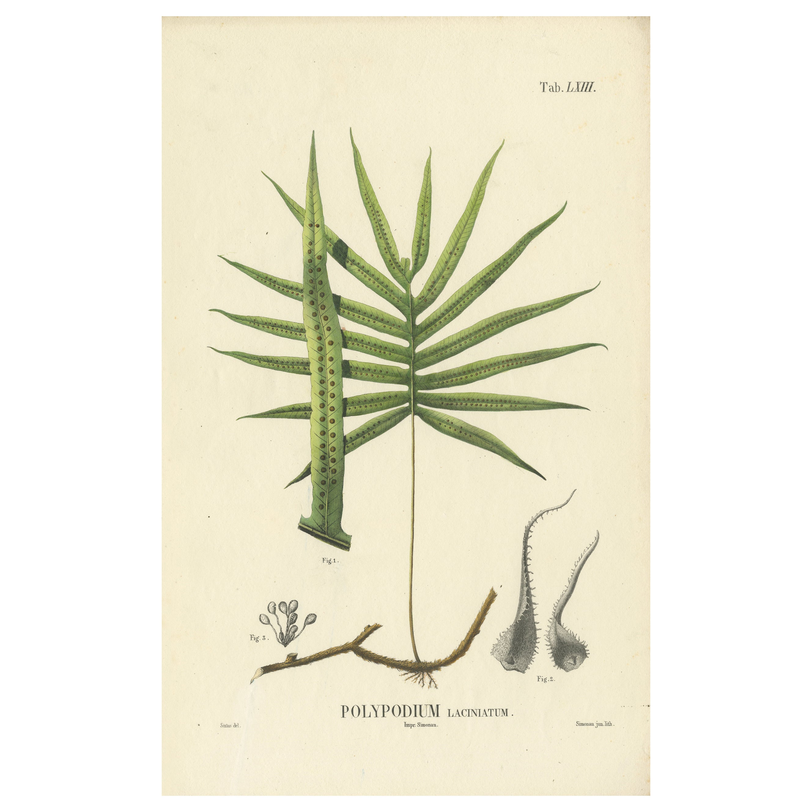 Magnifique lithographie artisanale de fougères d'Indonésie (Polypodium), 1829 