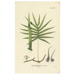 Antique Beautiful, Hand-Crafted Lithograph of Ferns of Indonesia (Polypodium), 1829 