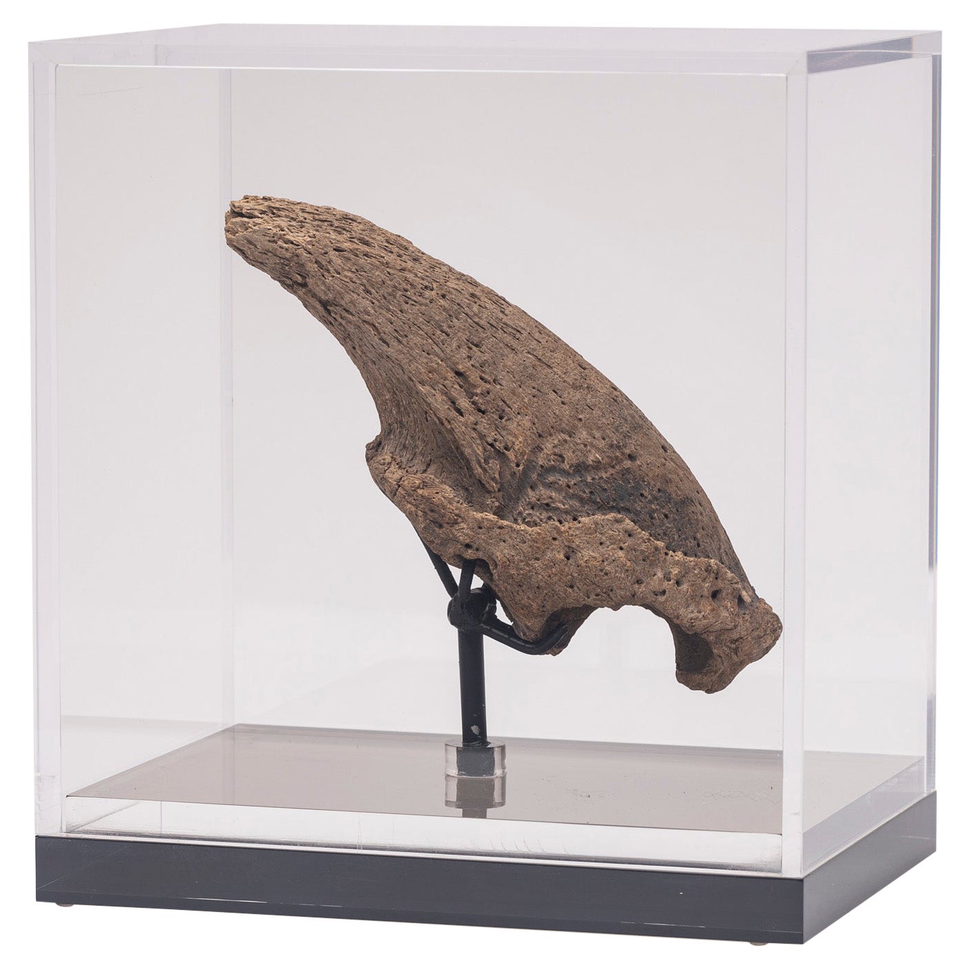 Seltene Fossil-Schalklaue aus Florida, Pliocene-Periode auf maßgefertigtem Acrylgehäuse