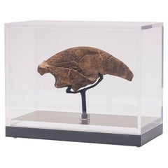 Seltene Fossil-Schalklaue aus Florida, Pliocene-Periode auf maßgefertigtem Acrylgehäuse