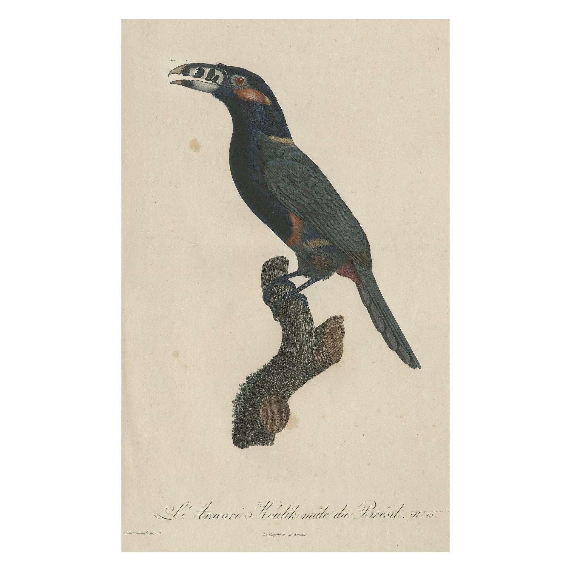 Superbes estampes anciennes colorées à la main d'un toucan, 1806, rare ! en vente