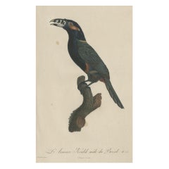 Superbes estampes anciennes colorées à la main d'un toucan, 1806, rare !