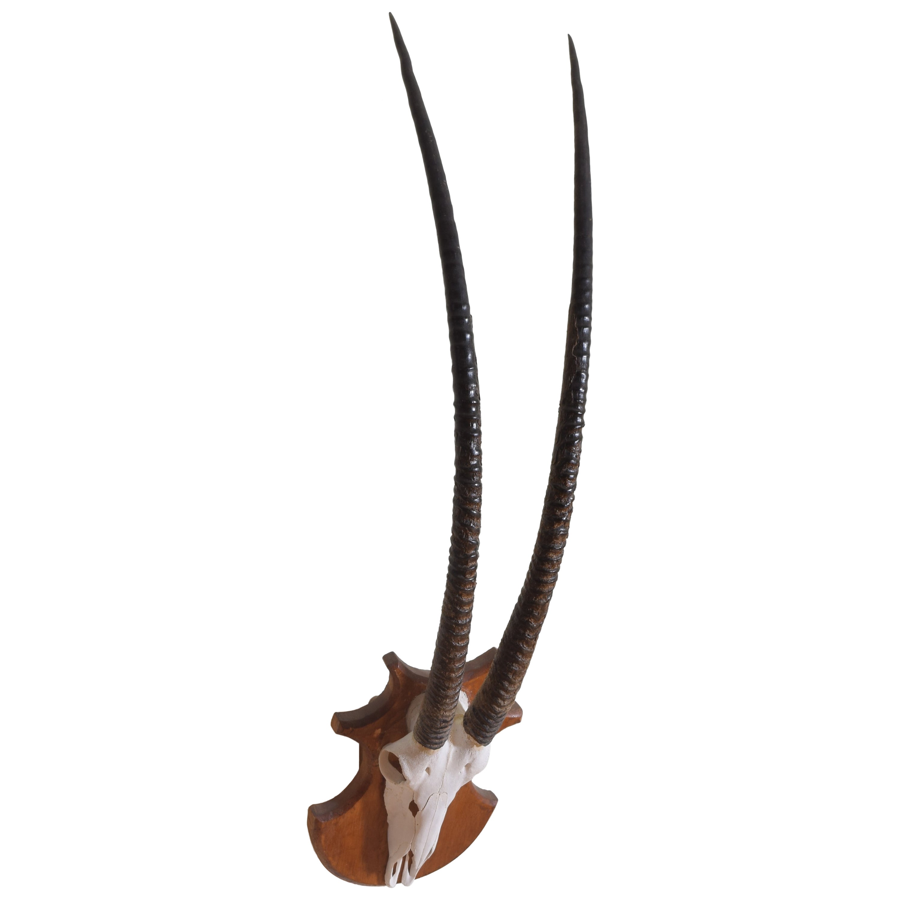 African Gemsbok Mount, early 20th century For Sale