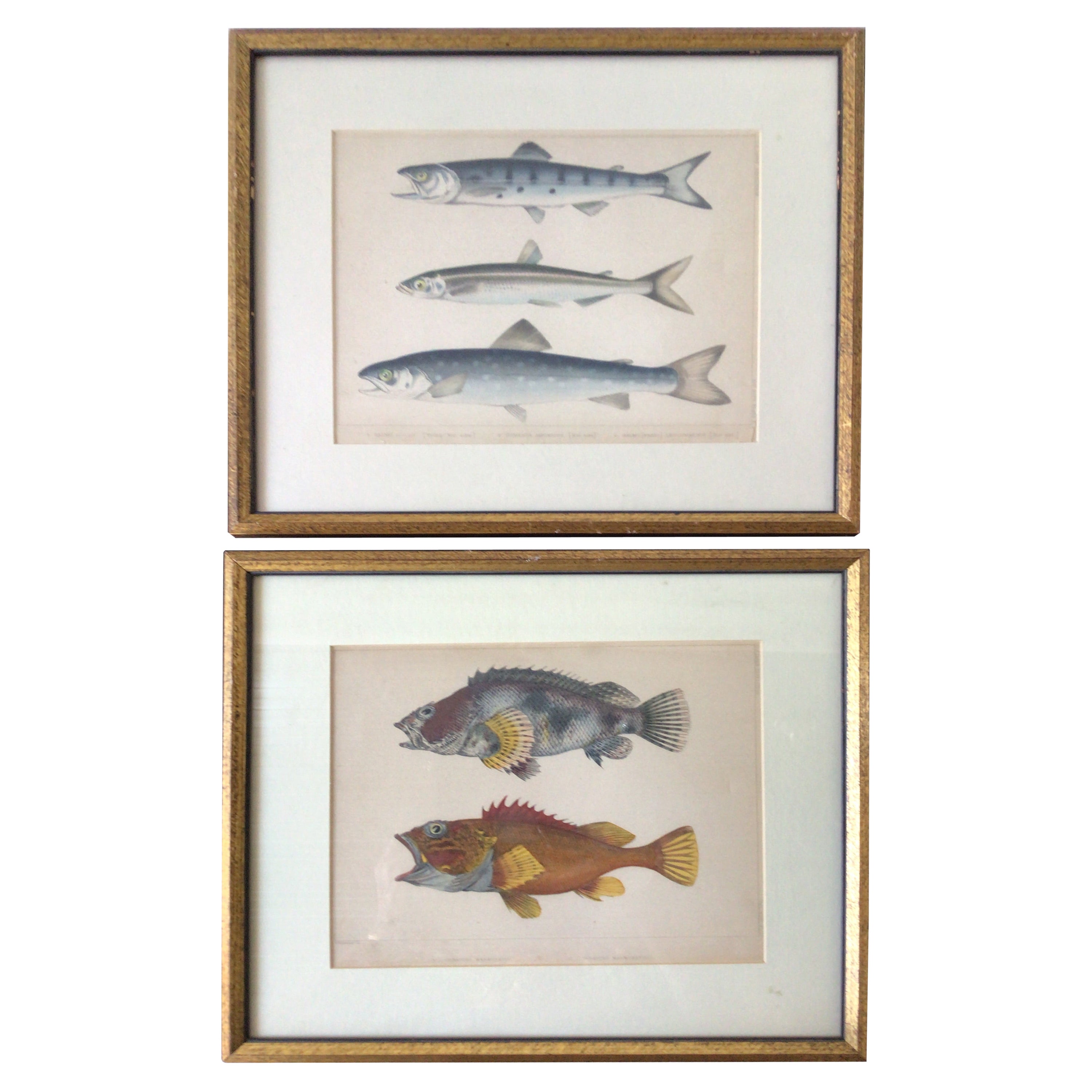 Pair of 1850s Fish Prints from the US Japan Expedition