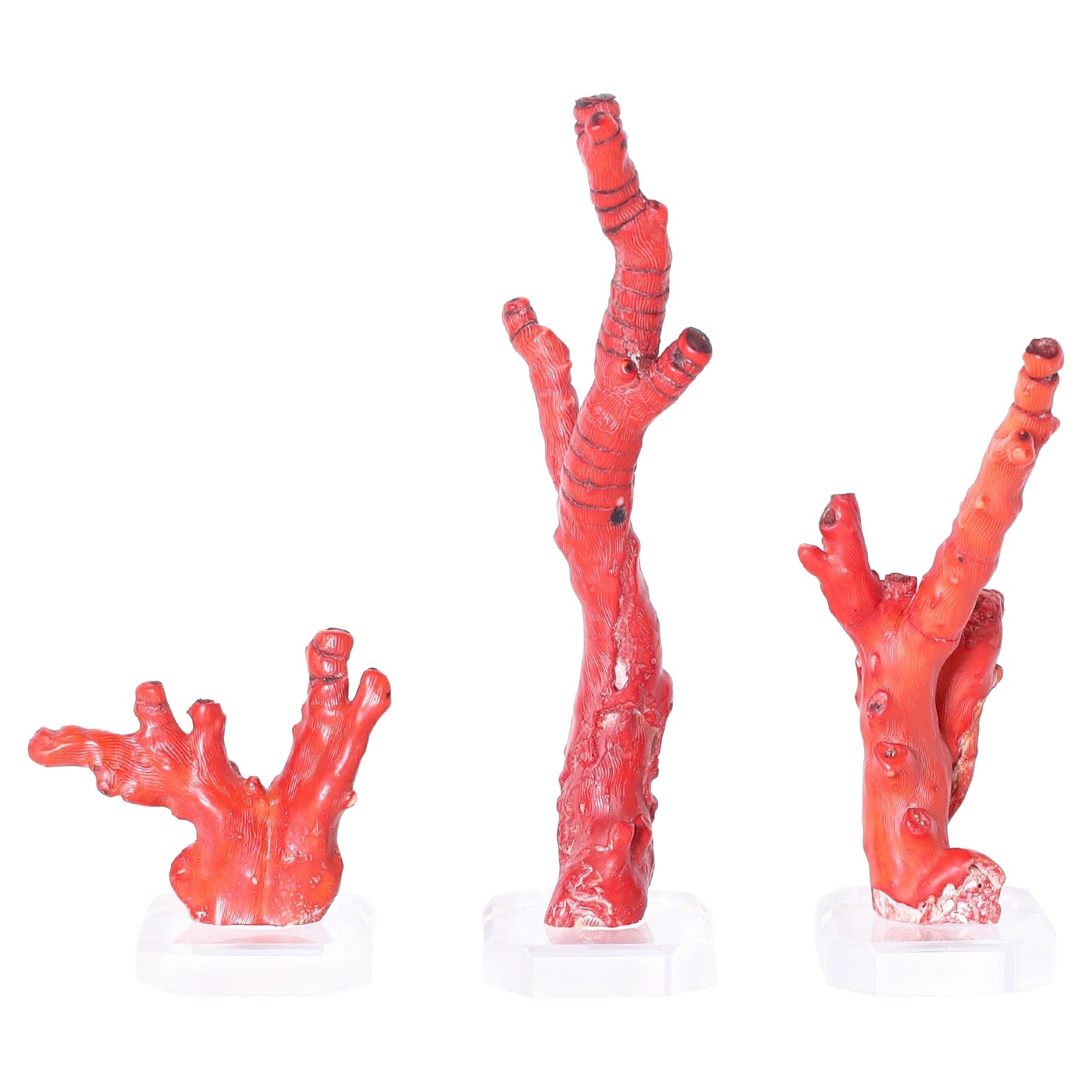 Groupe de trois spécimens de corail rouge sur Lucite, prix individuel