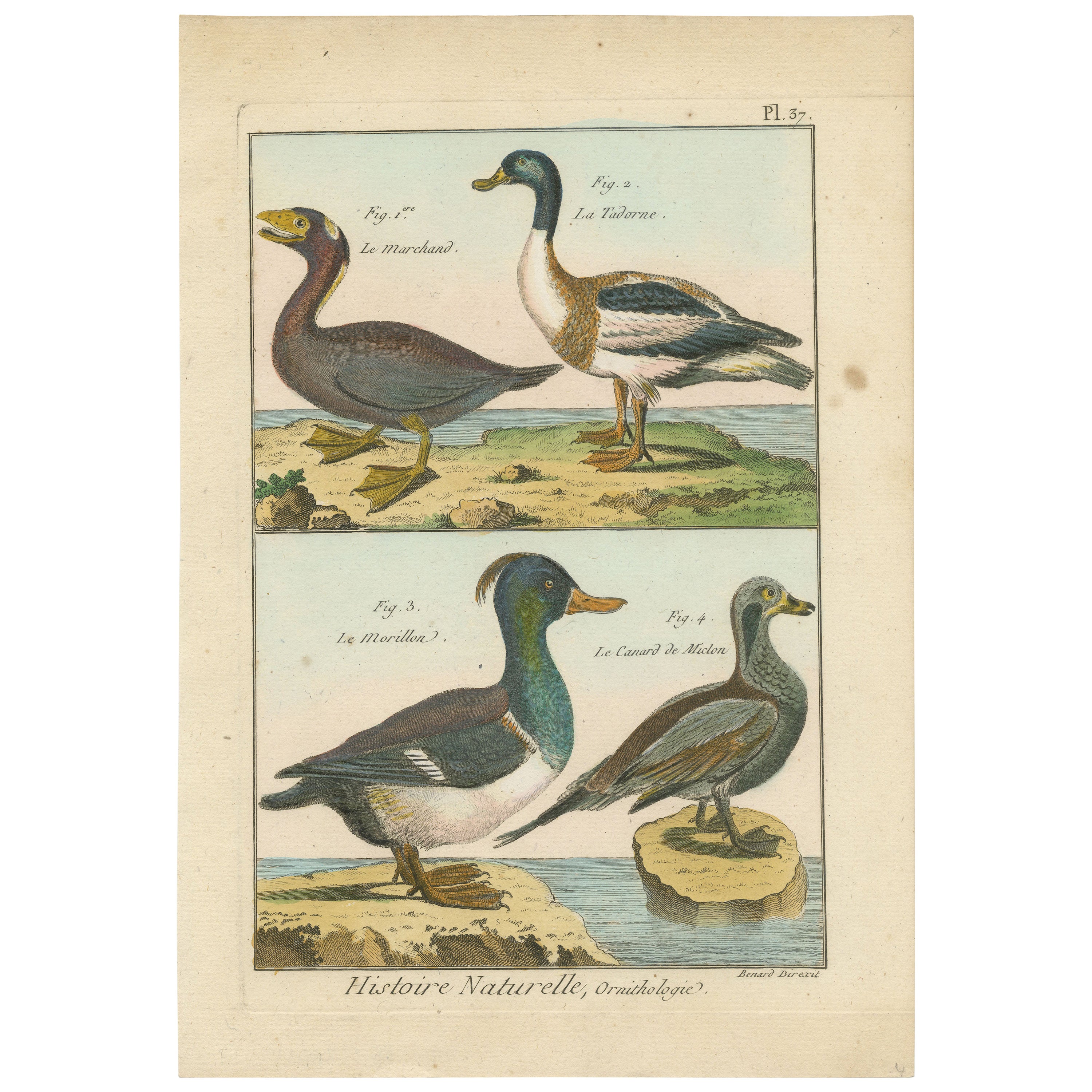 Original Brightly Hand-Colored Copper Engraving of Four Ducks '1792' For Sale