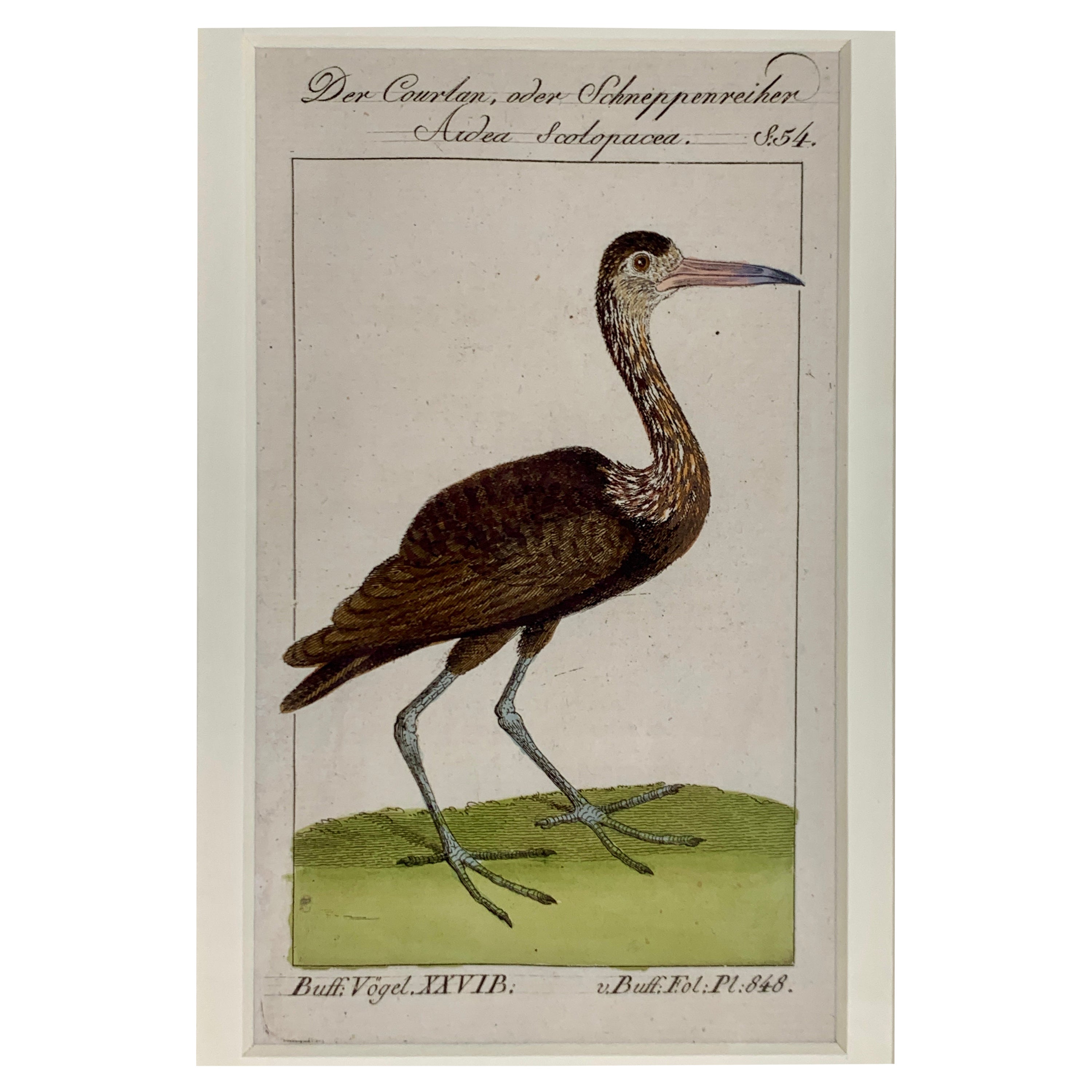 Gravures d'oiseaux colorées à la main - Ornements ornithologiques français Martinet-Buffon vers 1790