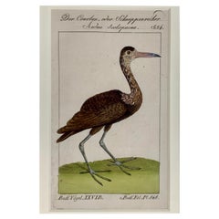 Handkolorierte Vogelgravuren Französisch Martinet-Buffon Ornithological Circa 1790