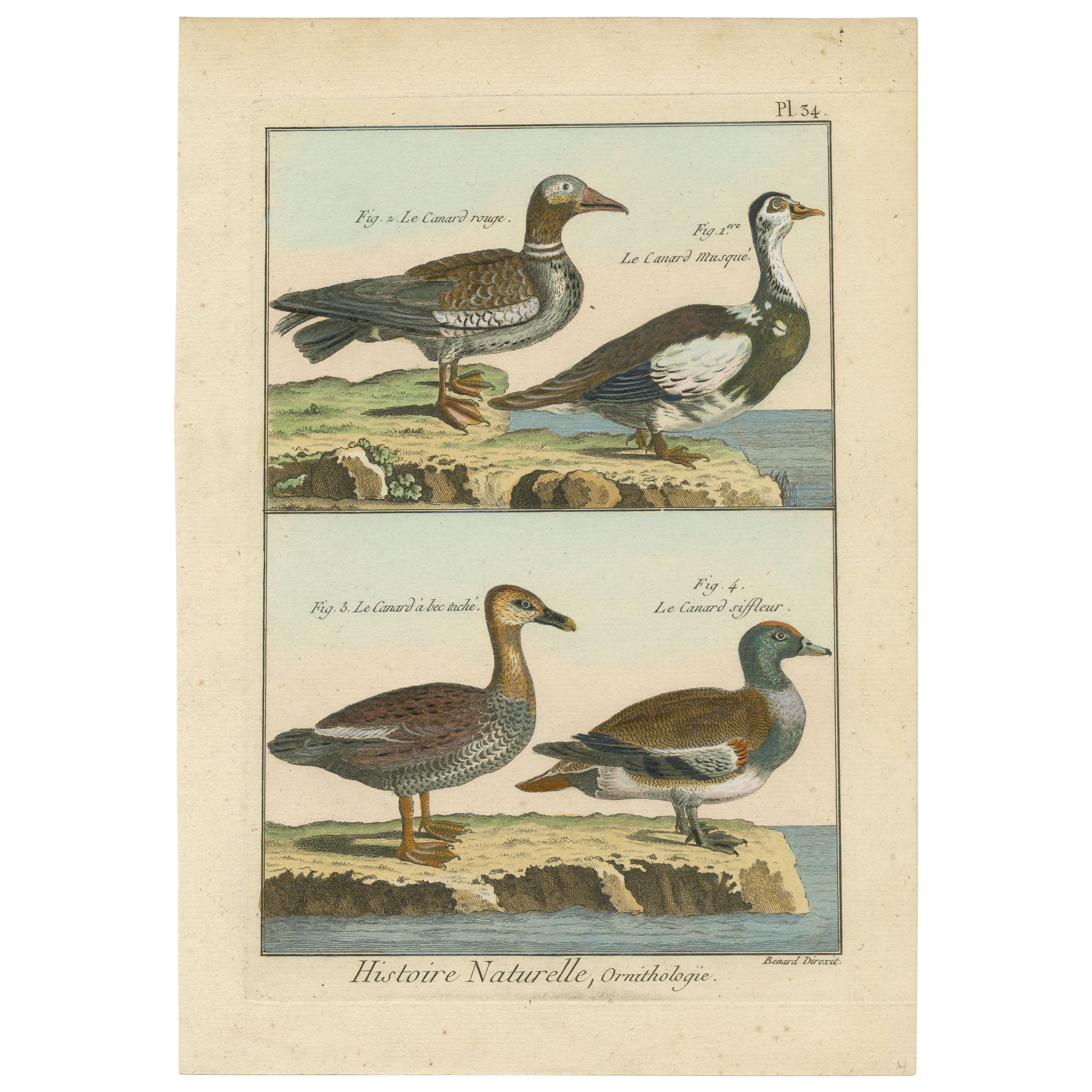 Rich and Brightly Hand-Colored, Rare Copper Engraving of Four Ducks '1792' For Sale