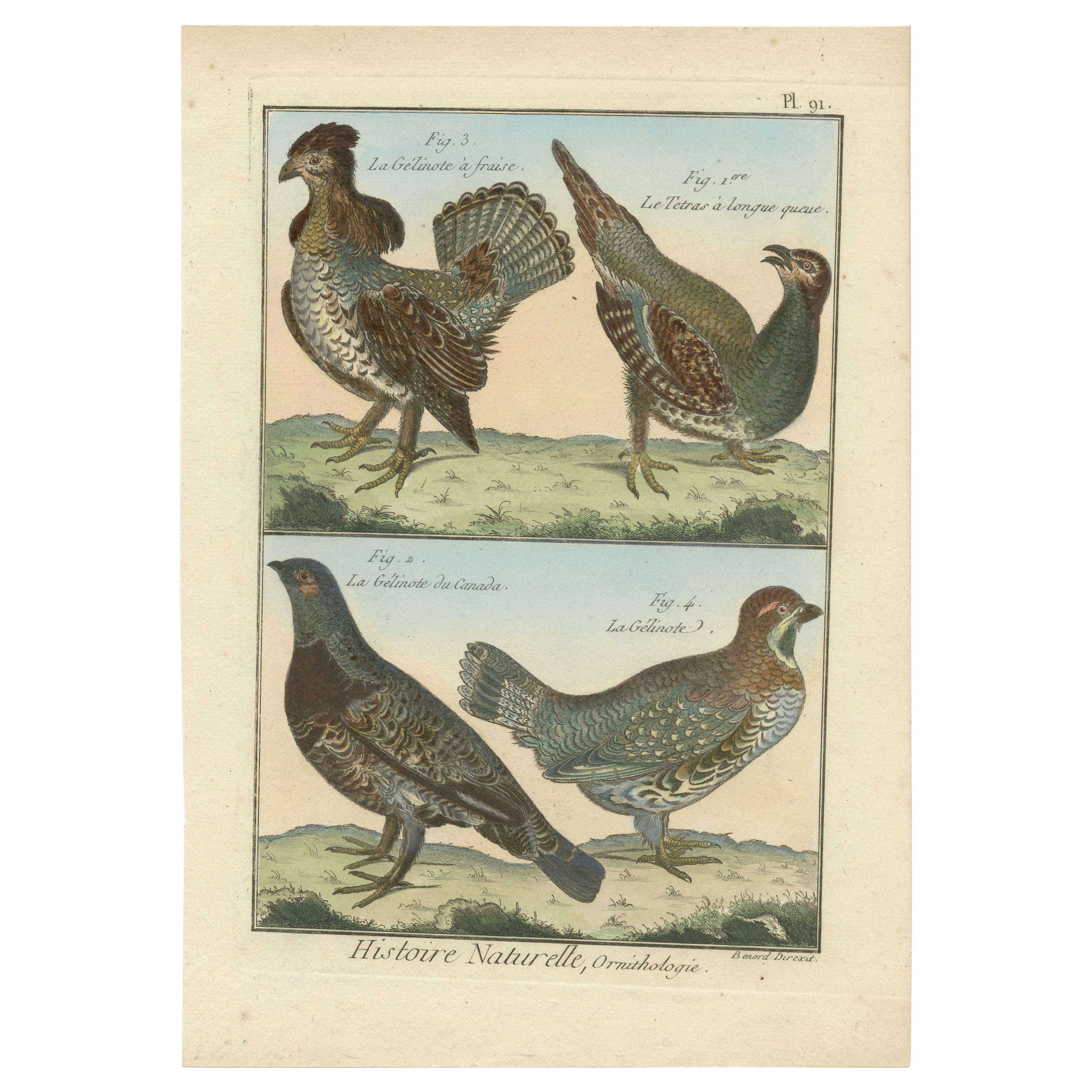 Authentic, Brightly Hand-Colored, Rare Copper Engraving of Four Birds (1792).