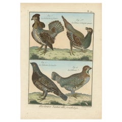 Antique Authentic, Brightly Hand-Colored, Rare Copper Engraving of Four Birds (1792).