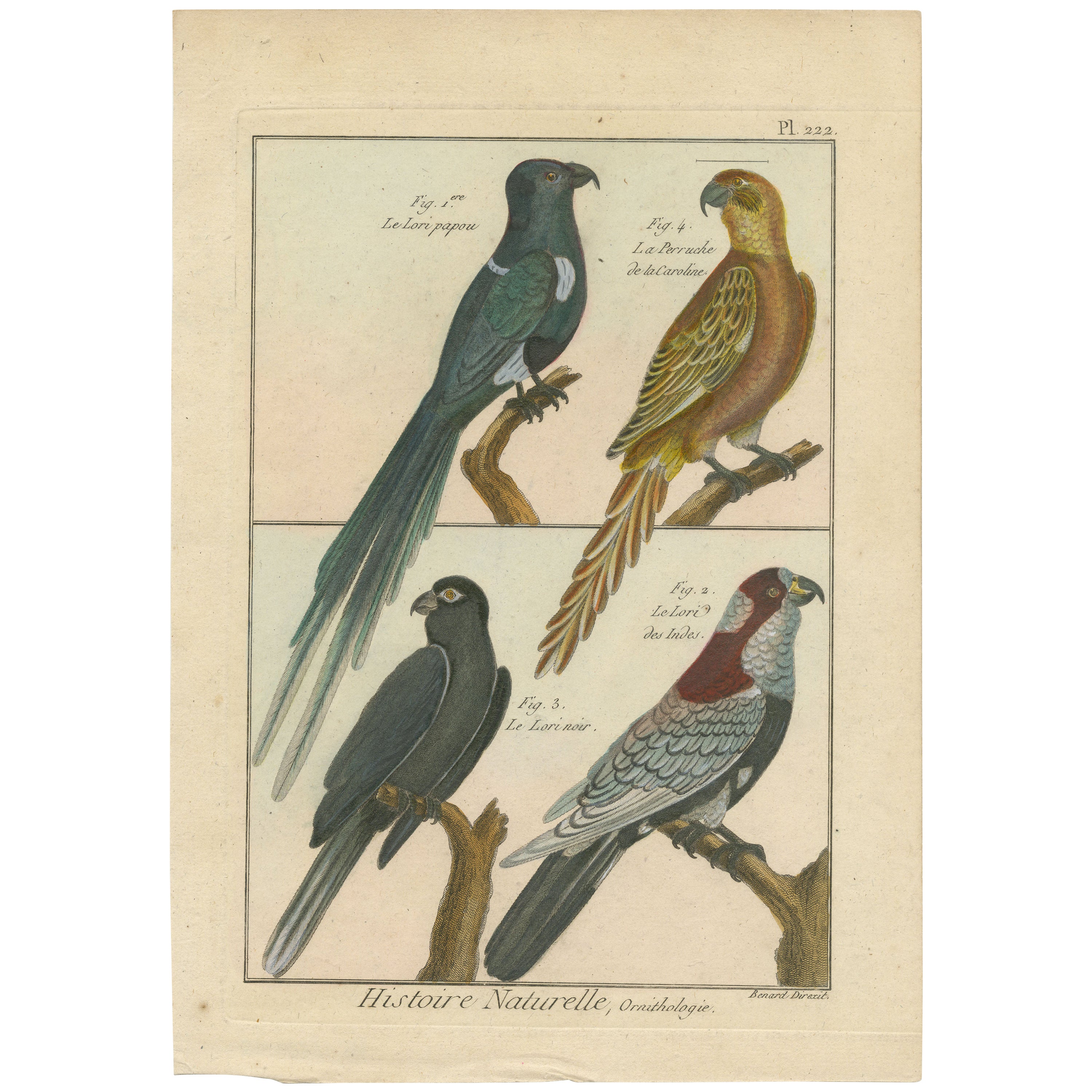 Handkolorierte, seltene Kupfergravur von vier Papageien '1792' im Angebot