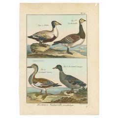 Rare gravure en cuivre scintillante, colorée à la main, de quatre canards (1792).