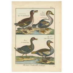 Richly Hand-Colored, Authentic Copper Engraving of 3 Ducks and 1 Goose '1792'