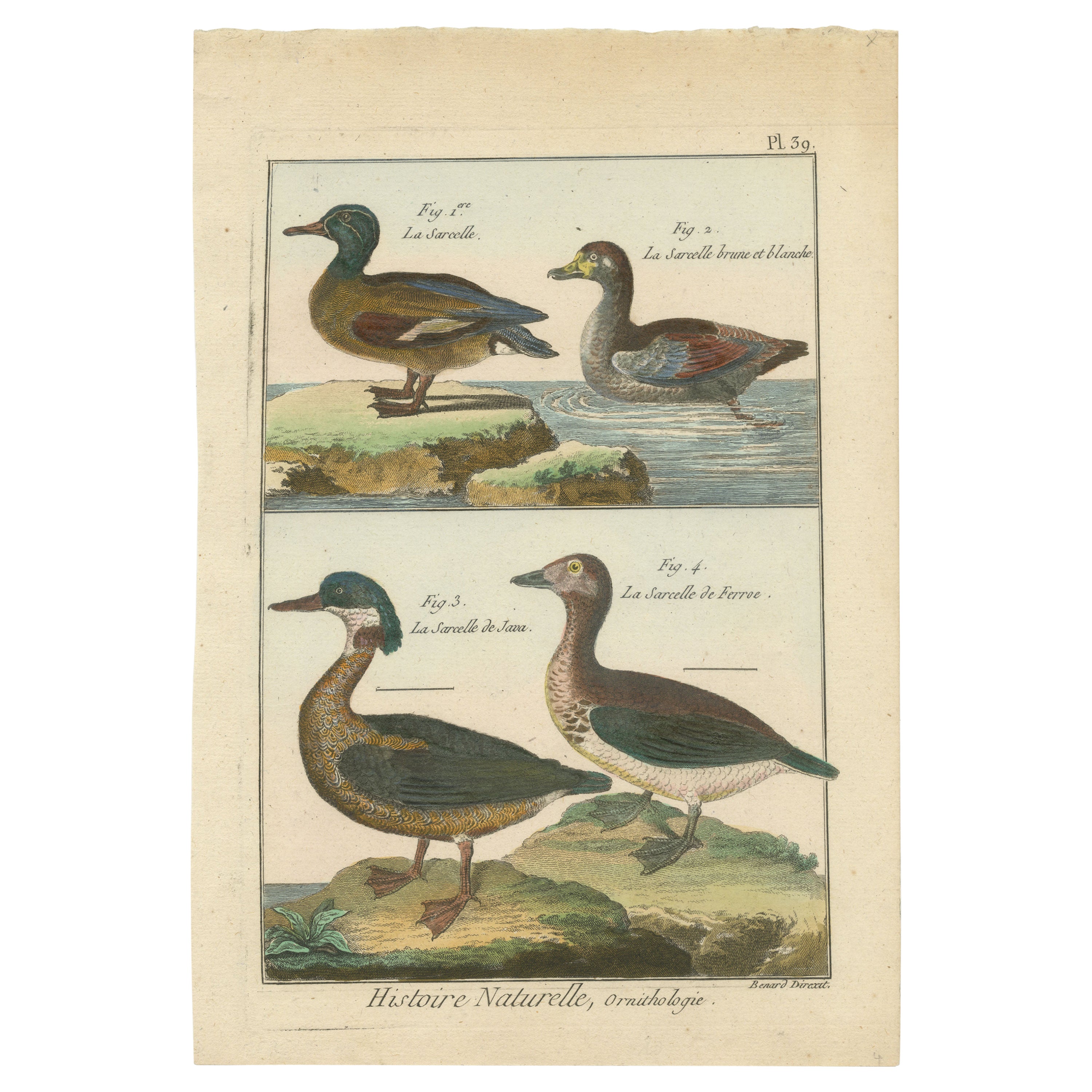 Richly Hand-Colored, Authentic Copper Engraving of 4 Teals (1792)
