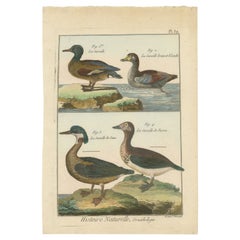 Antique Richly Hand-Colored, Authentic Copper Engraving of 4 Teals (1792)