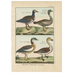 Antique Richly Hand-Colored, Authentic Copper Engraving of 4 Geese (1792)