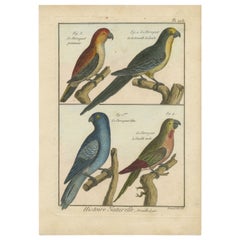 Richement colorée à la main, gravure authentique en cuivre de 4 perroquets (1792)