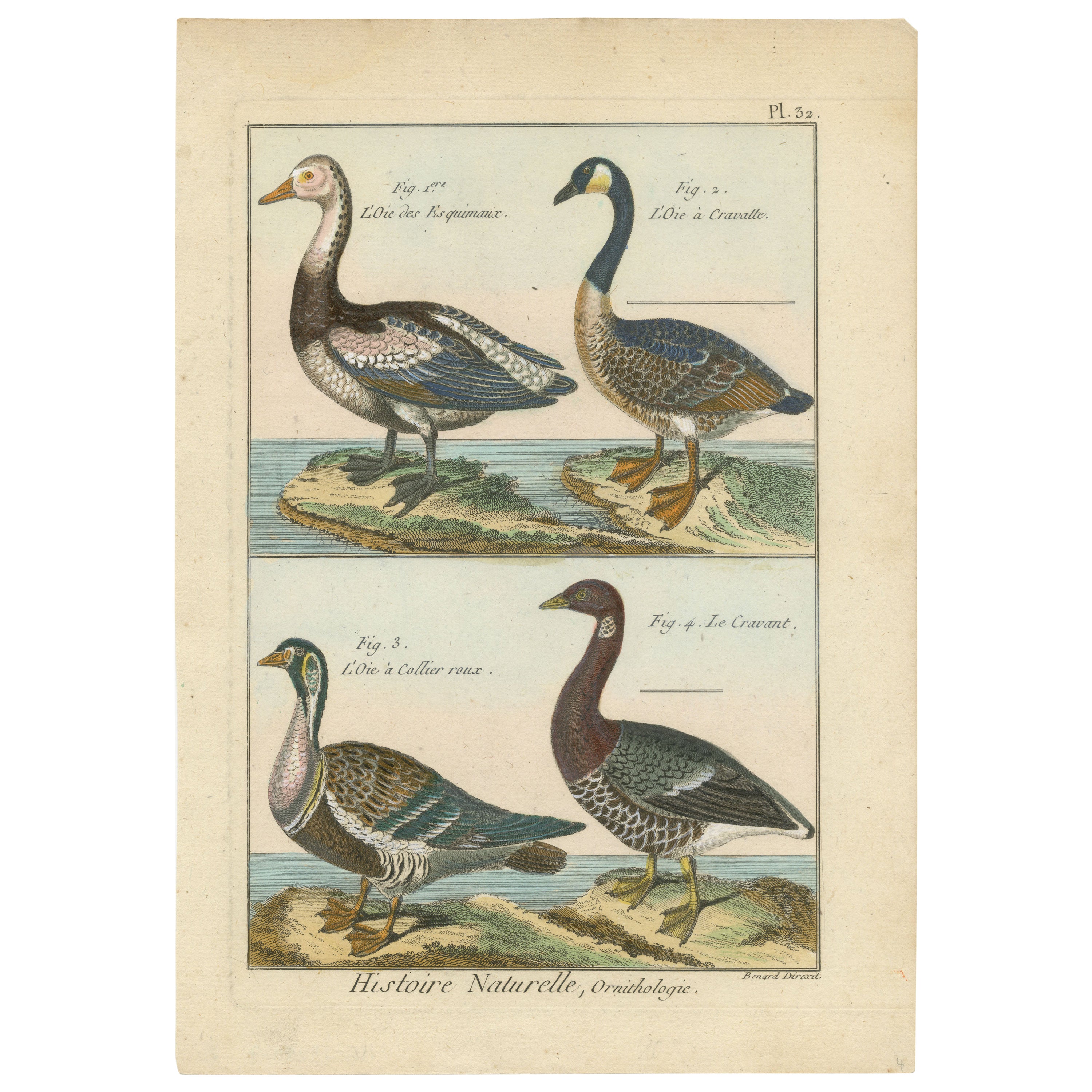 Beautiful, Hand-Colored, Rare Copper Engraving of Four Geese '1792'