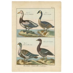 Antique Beautiful, Hand-Colored, Rare Copper Engraving of Four Geese '1792'