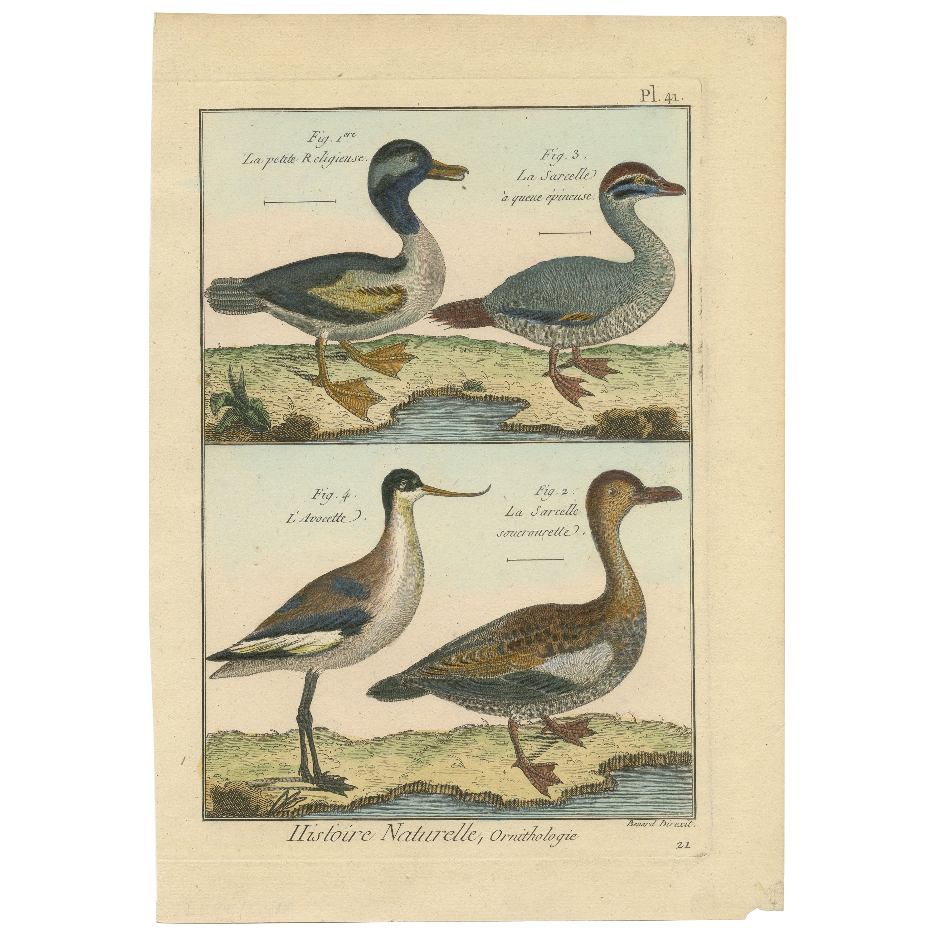 Handkolorierte, seltene Kupfergravur von 3 Enten und einem Avocet (1792). im Angebot