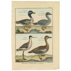 Antique Beautiful, Hand-Colored, Rare Copper Engraving of 3 Ducks and An Avocet (1792).