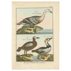 Beautiful, Richly Hand-Colored, Rare Copper Engraving of 3 Geese '1792'