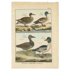 Belle gravure en cuivre rare, richement colorée à la main, représentant 4 canards (1792).