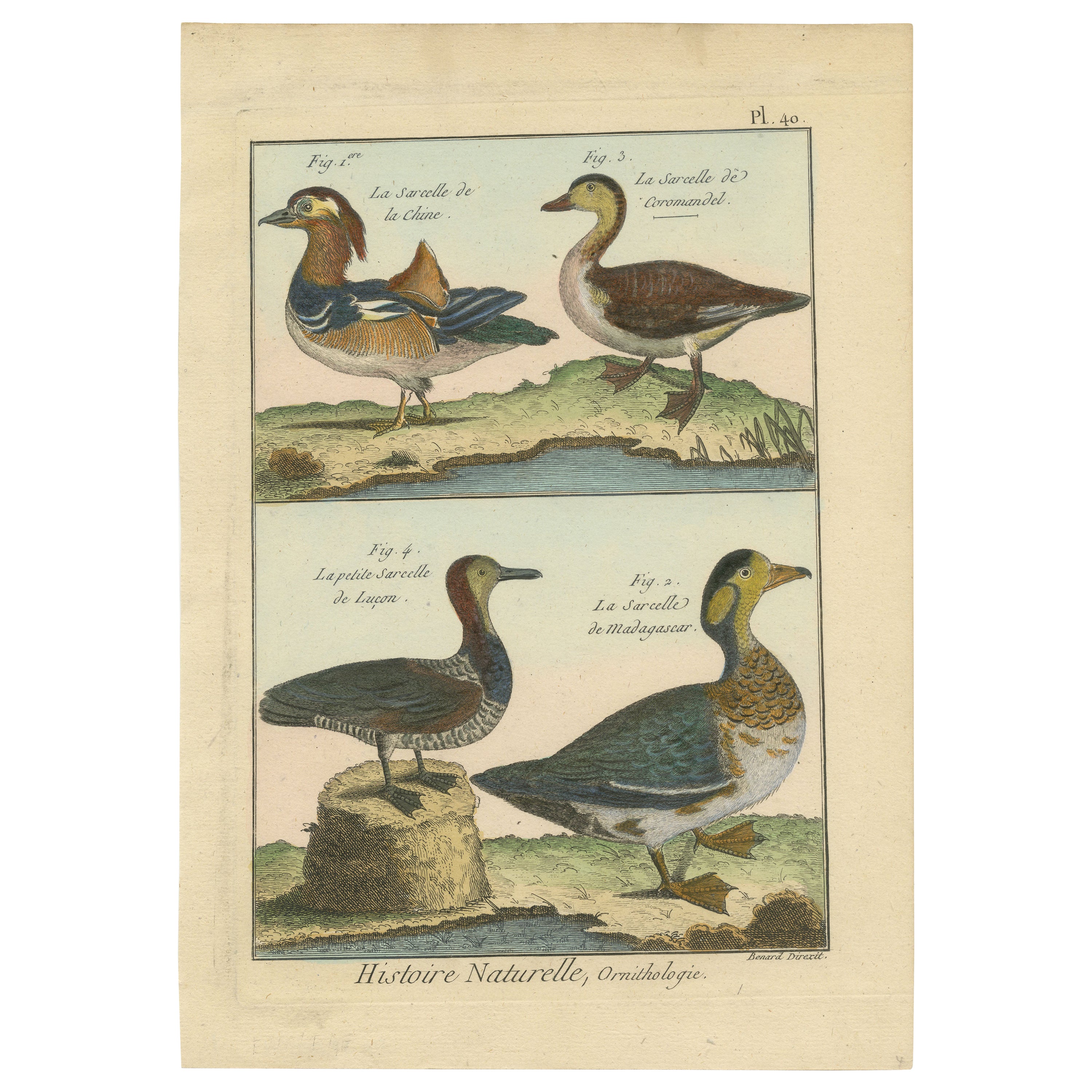 Original, Richly Hand-Colored, Rare Copper Engraving of 4 Ducks (1792). For Sale