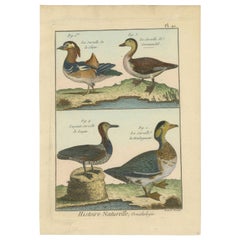 Antique Original, Richly Hand-Colored, Rare Copper Engraving of 4 Ducks (1792).