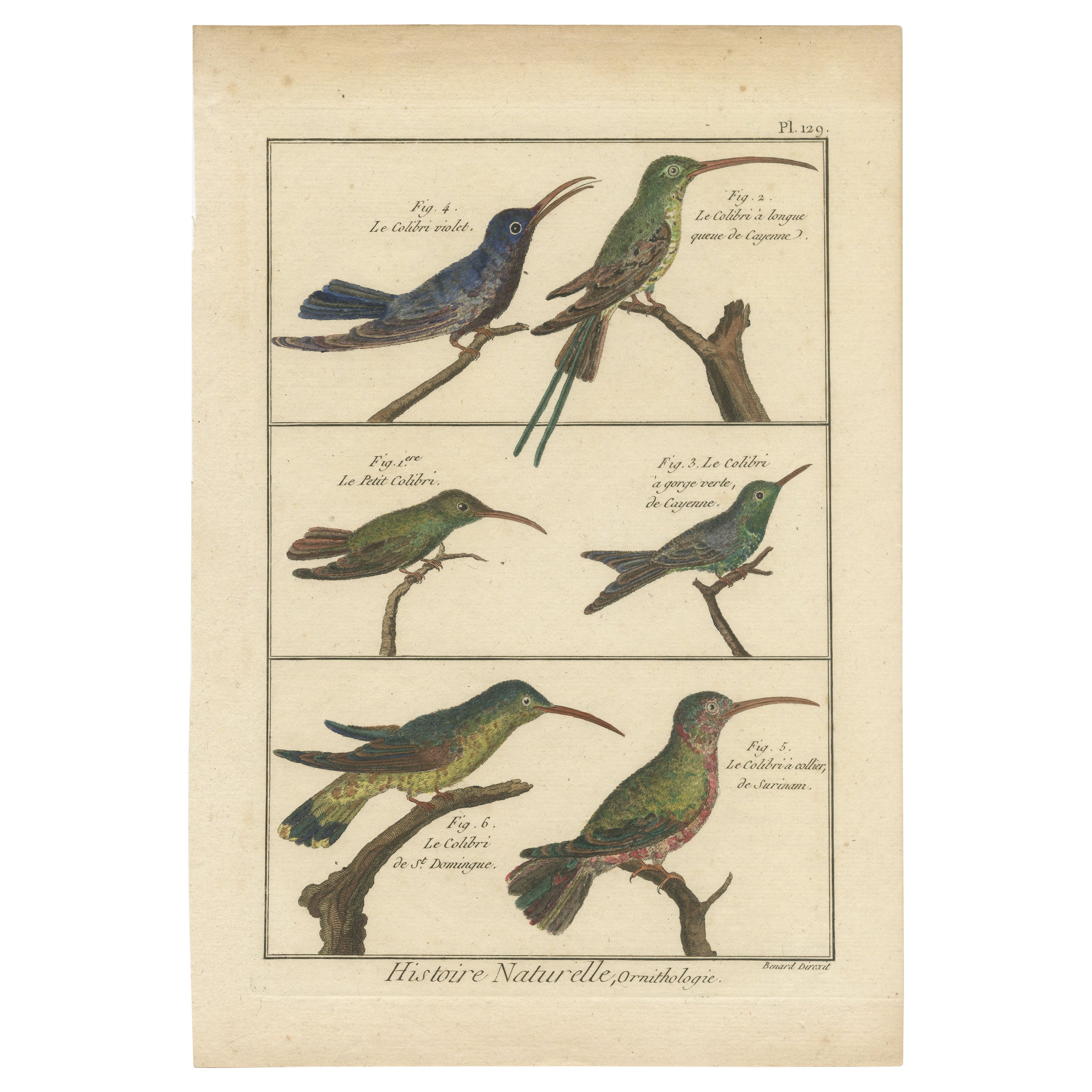 Very Detailled, Richly Hand-Colored, Rare Copper Engraving of 6 Colibris (1792). For Sale