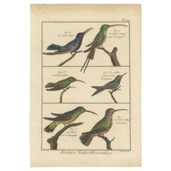 Antique Very Detailled, Richly Hand-Colored, Rare Copper Engraving of 6 Colibris (1792).